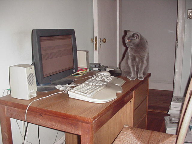 Marjorie the kitten inspects her work