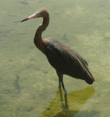 Reddish egretstanding in water