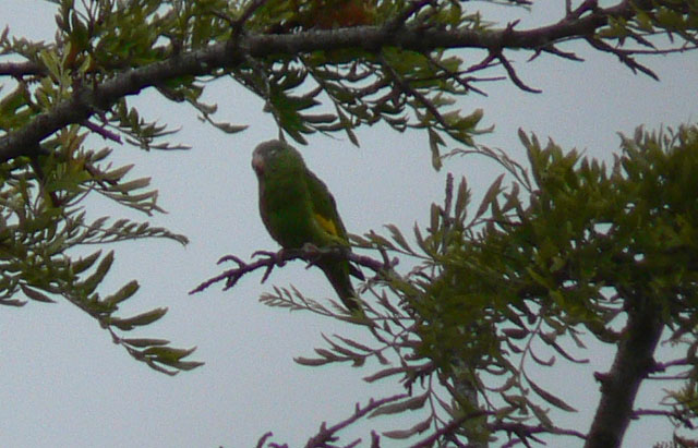 Yellow-chevroned Parakeet